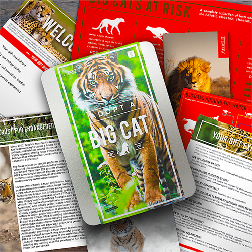 adopt a big cat adopt a big cat